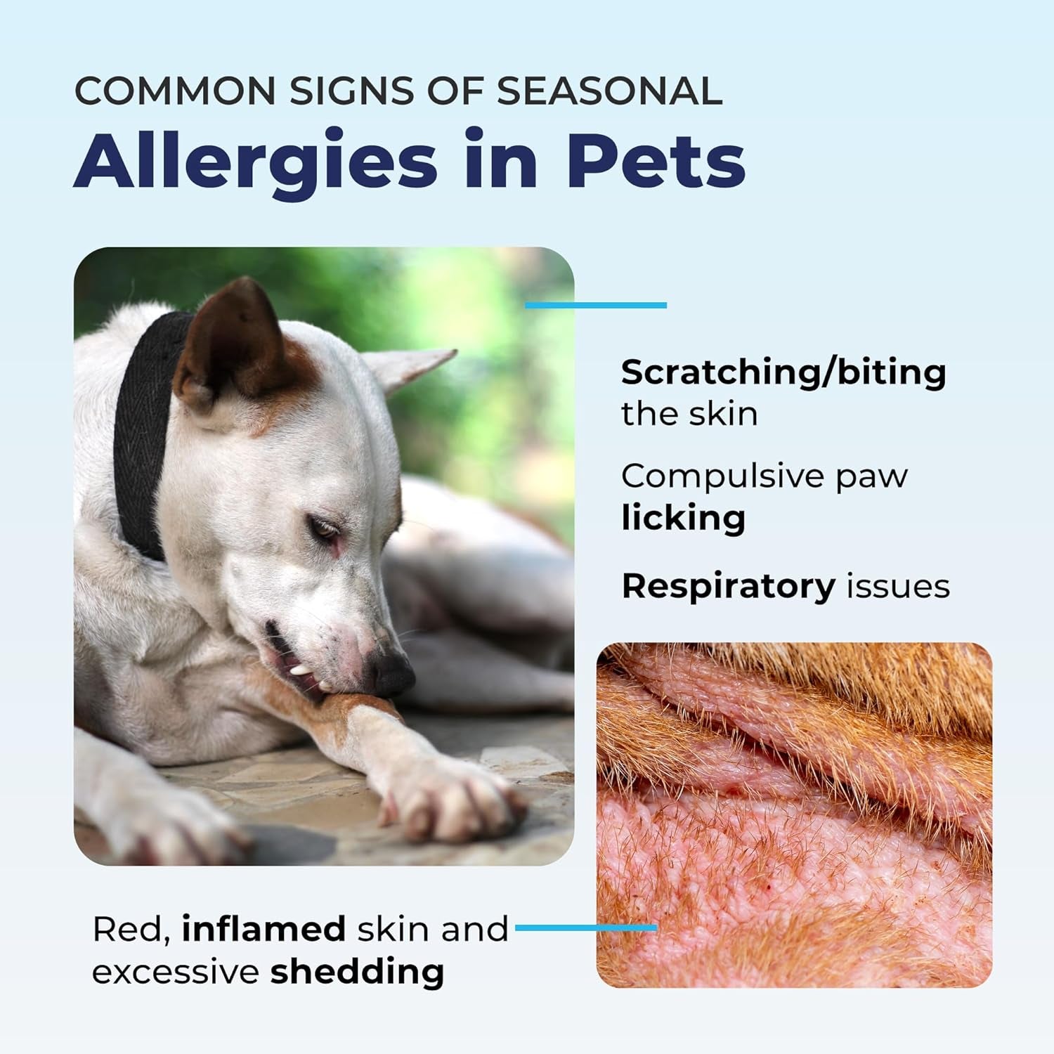 Dermabliss anti Itch Spray for Dogs & Cats with Hydrocortisone for Allergies and Immediate Dog Itching Skin Relief - Fragrance Free with Soothing Oat Extract (8Oz)