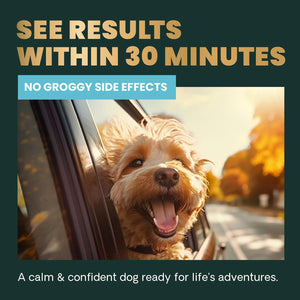 Calm & Confident Chews, Composure Clinically Tested Calming and Anxiety Supplement for Dogs, Reduce Stress and Fear, Ideal for Thunderstorms, Fireworks and Travel, Bacon, 120 Count